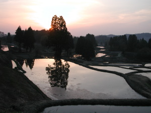 雪解け水を湛えた松之山の棚田と夕日