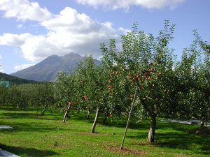 りんご農園から見る津軽富士