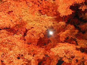 紅葉の間から顔を覗かせる満月